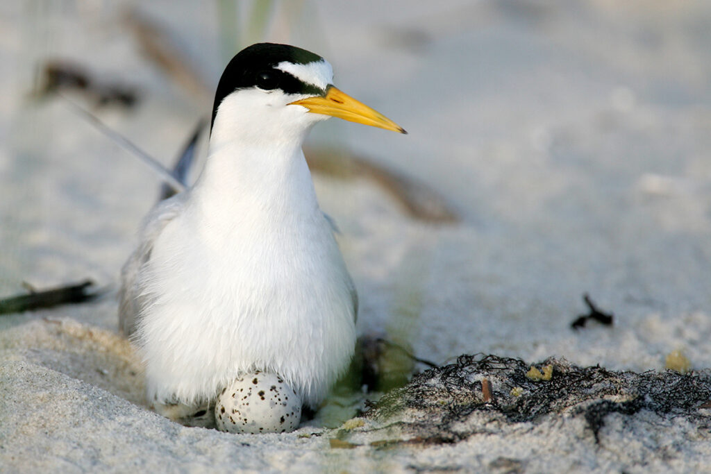 Protected species monitoring - nesting shorebird
